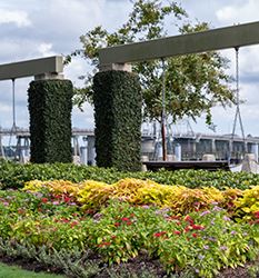 Closeup flowers_bridge in background_233px